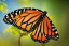 Placeholder: beautiful monarch butterfly perched on a branch in the dazzling sunlight, multicolorful sky, shining, realistic, intricate detail, anatomical, uhd 8k, by huang guangjian, trending on artstation