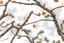 Placeholder: detailed Real Tree Camouflage made of bare branches, fir branches, dried maple leaves, snow and dirt, light drop shadows, white background, seamless repeatable texture camo pattern, muted color