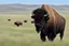 Placeholder: Bison walking towards viewer's right, on white background, fades out on the left