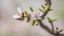 Placeholder: an almond branch with buds and a small flower, close-up, blurred background