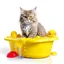 Placeholder: A red fluffy cat sitting in a bathtub filled with water with lots of bath foam and a small grey mouse in its hand. On the floor lies a yellow bath sponge in a small puddle of water. Everything on a white background to be removed.