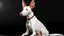 Placeholder: Ibizan Hound