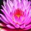 Placeholder: beautiful pink flower lotus