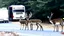 Placeholder: the deceased deer's family stalks moving truck company