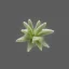 Placeholder: tiny delicate long stem flower bud, beautiful composition, centered in frame, pastel colors, plain solid color, photorealistic, chiaroscuro, aesthetic layout, monochrome pantone, minimalist photography, hyper realistic, octane render, minimalist art