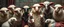 Placeholder: all soap operas ever made in one picture, but with alien sheep rats