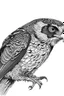 Placeholder: "Create an AI line art piece featuring the Peregrine Falcon, half body short, front short, one of nature's fastest and most agile predators. Capture the bird in flight, showcasing its incredible speed and grace. Highlight the intricate details of its feathers and the intensity in its eyes, embodying the essence of this magnificent raptor."