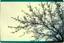 Placeholder: Melancholic, ultra-realistic vintage polaroid photograph of a blossoming branches of a tree, soft light of a cloudy sky, atmosphere of quiet sadness and timeless beauty, cinematic, hyper-detailed, emotional and mesmerizing, bloom, lo-fi