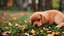 Placeholder: Cute puppy playing with leaves