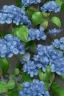 Placeholder: a bunch of blue flowers with green leaves, a digital rendering by Kanzan Shimomura, cgsociety, photorealism, rendered in maya, daz3d, photorealistic