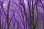 Placeholder: purple trees