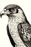 Placeholder: A simple drawing of a falcon bird that is facing forward