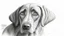 Placeholder: DRAWING OF A DOG WITH SAD EYES