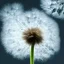 Placeholder: a small, fluffy dandelion on fire at the middle left part of the picture, dreamlike minimalist art with a lot of white space around it