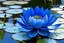 Placeholder: Draw a blue waterlily in pond above which goddess saraswati would be seated holding veena