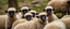Placeholder: monkey sheep flock