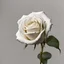 Placeholder: A white rose bleeding from its stem