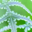 Placeholder: There are many green pointed tender leaves on the flower branches, many crystal clear lavender flowers, and translucent petals curled around its wet flower center. There are crystal dew on the flowers. The hazy gray blue background is clear, and several transparent snowflakes are falling,HD --ar 9:16