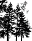 Placeholder: spruce/pine tree silhouette, black on white detailed