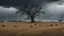 Placeholder: LUMPED HILL CULTIVATED WITH WHEAT WITH A DRY TREE, ON A DARK DAY WITH THREATENING CLOUDS, IN MEDIUM SHOT AND HDR LIGHTING, 4K, SOME CROWS ARE POSTING ON THE TREE AND SOME COWS GRAZE ON THE GROUND, MELANCHOLIC ATMOSPHERE