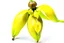 Placeholder: yellow lady slipper flower centeredon a white background