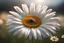 Placeholder: A DAISY, natural volumetric cinematic perfect light, 135mm, photorealistic, no bokeh, good depth of field, award winning photo, beautiful composition, 16k, HDR, sharp focus, masterpiece