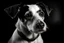 Placeholder: Black and white portrait of a Jack Russell Dog