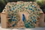 Placeholder: peacock scene made from torn cardboard boxes in sunshine