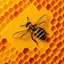 Placeholder: honey, bee, honeycomb, parchment, abstract honeycomb background