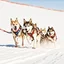 Placeholder: Sled Dog Race on Mars