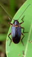 Placeholder: Cockroach front view