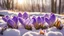 Placeholder: Purple crocus flowers in snow, awakening in spring to the warm gold rays of sunlight