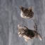 Placeholder: A cat flying