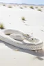 Placeholder: All white textured cobra , in a white desert sands a small Aloe vera., a white big king cobra snake ready to attack with her head
