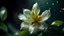 Placeholder: Jasmine flower, shiny paper, beautiful, exciting details, and a fantastical sister.Canon EOS Nikon D850.Cinematic shot with soft depth of field