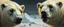 Placeholder: close up martian ice bears with make up painted by Rembrandt
