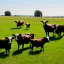 Placeholder: Pradera Amanecer pasto campo vacas toros terneros