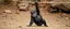 Placeholder: forbidden chimp limbo