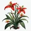 Placeholder: Western Red Lily plant on white background, illustration