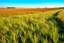 Placeholder: a short wild grass clearing next to an ideal farm field, sunny day, product photo setting, mid-level horizon, low drone photo