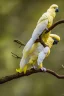 Placeholder: Photo of sulphur crested cockatoo on branch, 800mm lens, long exposure, Bokeh, Nikon Z FX, vivid colors