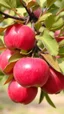 Placeholder: A tree branch of red Chrystal Apples