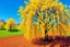 Placeholder: pop art pixels 1000 images english willow in spring abstract damian hirst