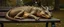Placeholder: master oil painting by Rembrandt, close up portrait of flat dragon person sleeping on a bench in the park