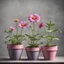 Placeholder: A stock photo of three Cosmo flowers in pots