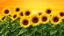 Placeholder: This is a digitally created artwork featuring a vibrant field of sunflowers. The image showcases a cluster of 10 sunflowers in full bloom, each with a large, circular, dark brown center and bright yellow petals radiating outward. The sunflowers are tall, with sturdy, green stems and broad, green leaves at their base. The background consists of a gradient sky transitioning from a deep orange near the horizon to a lighter, more golden hue towards the top, suggesting either a sunrise or sunset. The