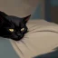 Placeholder: Gato negro, durmiendo, noche