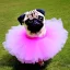 Placeholder: dancing pug wearing a tutu