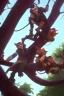 Placeholder: A mad monkeys climbing a tree for lunch