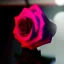 Placeholder: rose